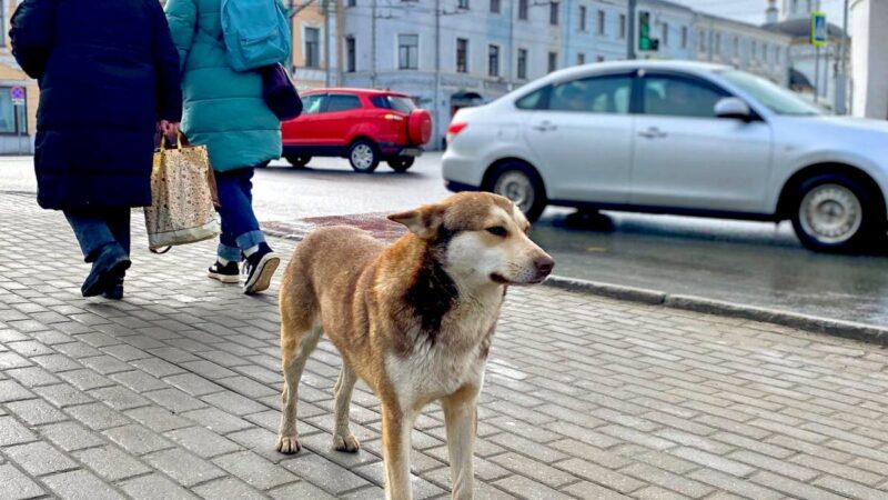 Во Владимирской области обсуждают введение эвтаназии животных