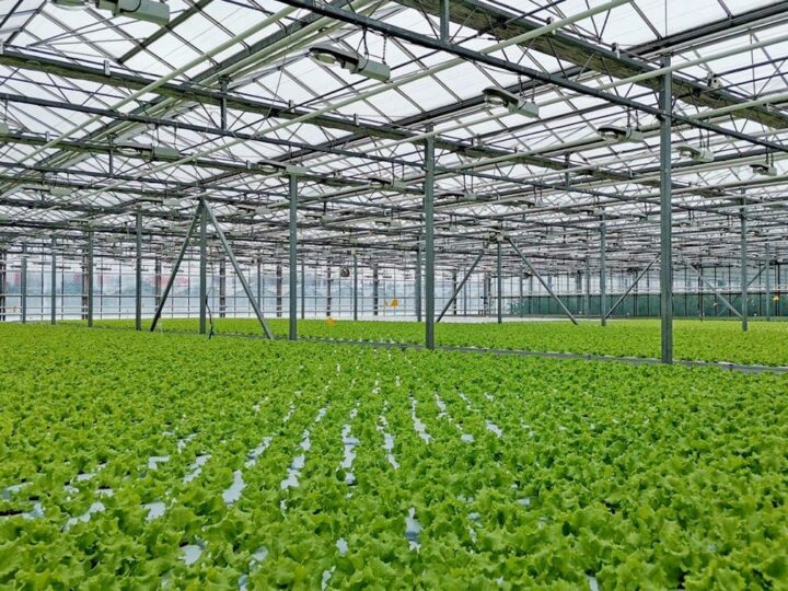 Владимирский тепличный комбинат оказался в финансовой дыре