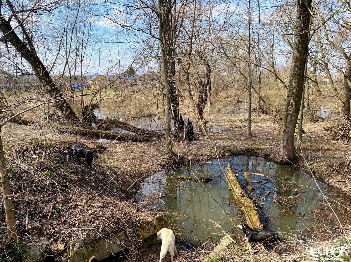 Усадьба черниж пруд 2