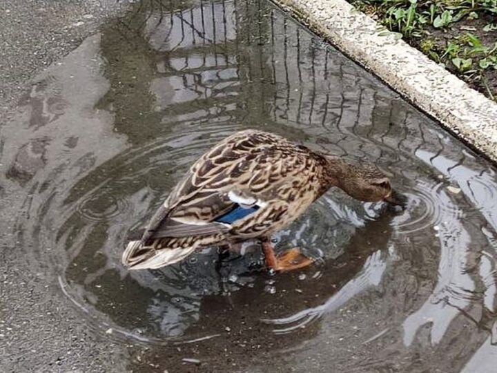 Утки с прудов парка у ДТЮ переселились в лужи ЖК «Парк-Университет»