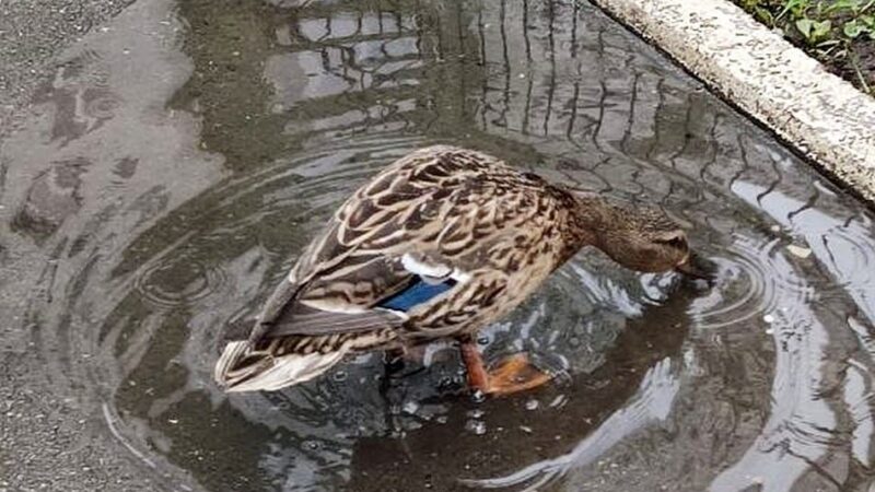 Утки с прудов парка у ДТЮ переселились в лужи ЖК «Парк-Университет»