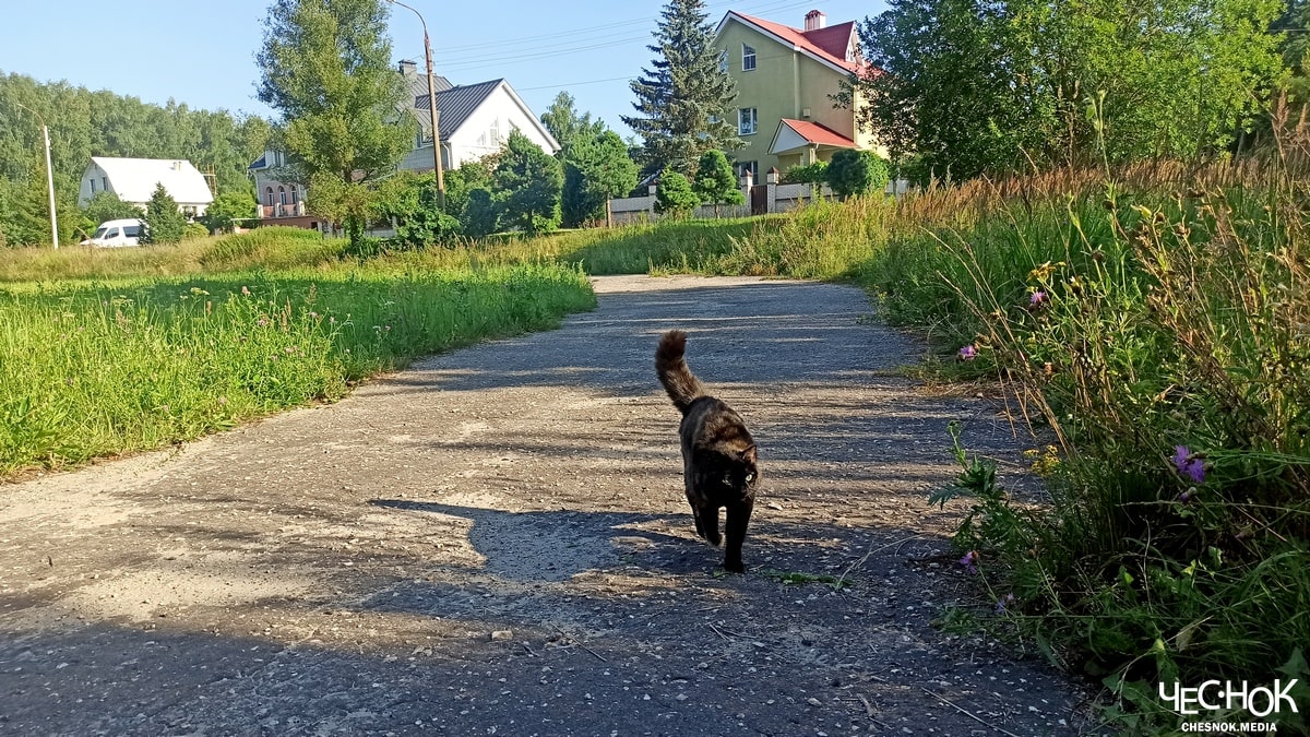 Вяткино кошка