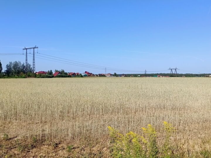 Владимирские власти закрепили за собой право первыми выкупать сельхозземли