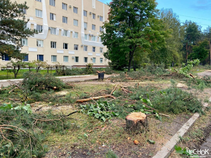 Мэрия Владимира объяснила необходимость вырубки сотен деревьев в Коммунаре 