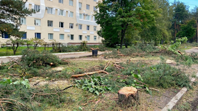Мэрия Владимира объяснила необходимость вырубки сотен деревьев в Коммунаре 