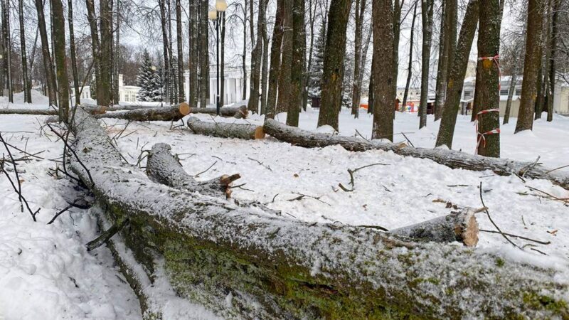 Из-за вредителей во Владимире вырубили более 1100 деревьев