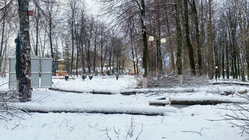 Под самый корешок. В Центральном парке начали рубить деревья