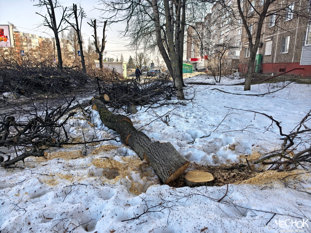 Не «акт вандализма», а «омоложение». Мэрия вырубила деревья в Добром