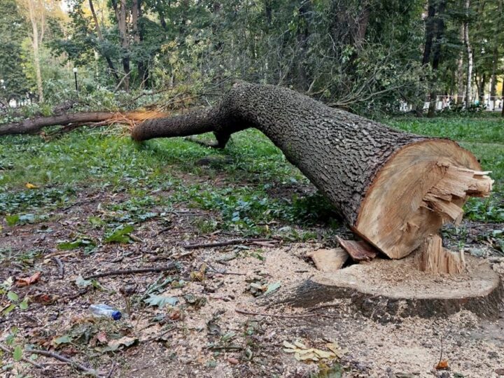 Пенсионерке из Петушков грозит тюрьма за спиленную во дворе березу