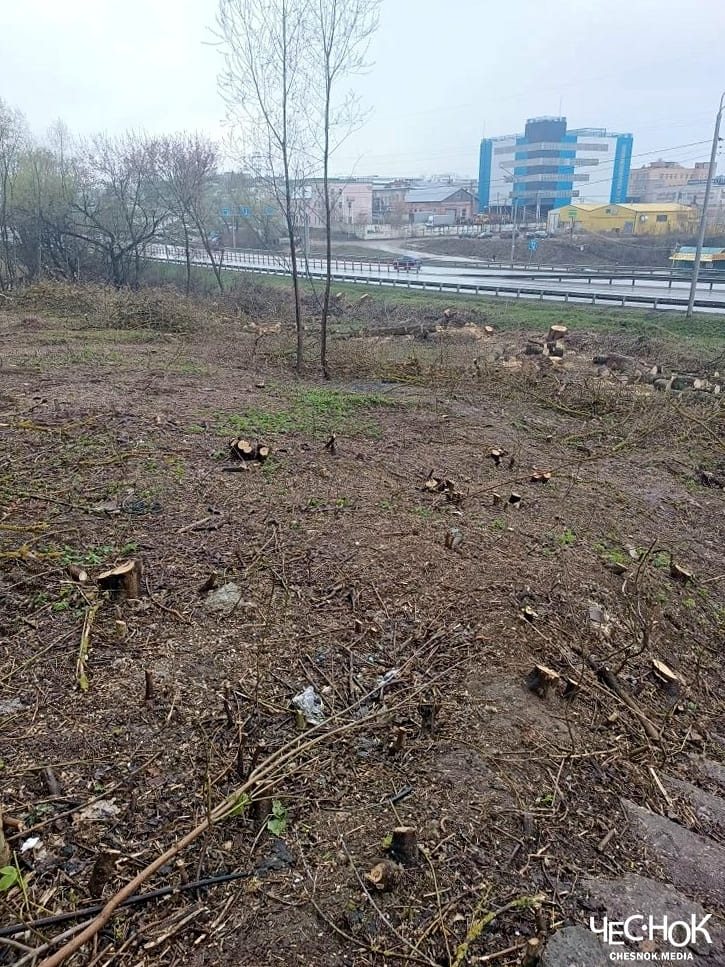 Вырубка деревьев Пекинка Горького