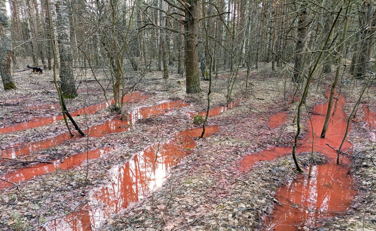 Авария на производстве стала причиной отравления леса в Петушках 